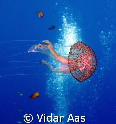A jelly fish from Gozo by Vidar Aas 